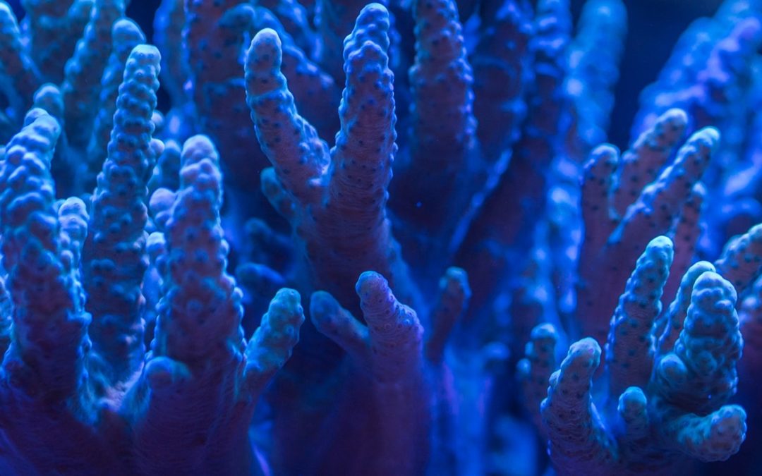 Corals 920161